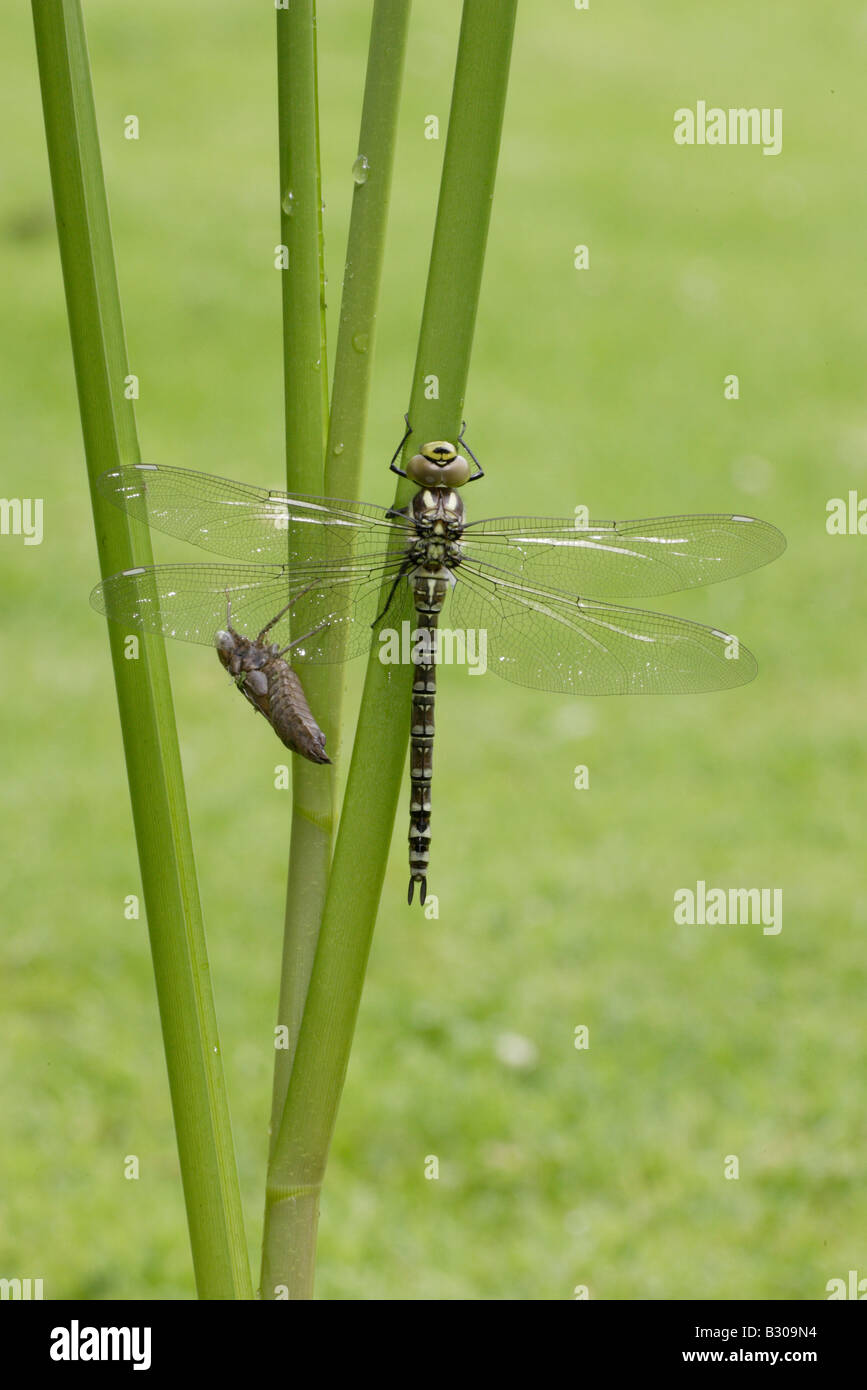 Südlichen Hawker Libelle Schwellen- Stockfoto