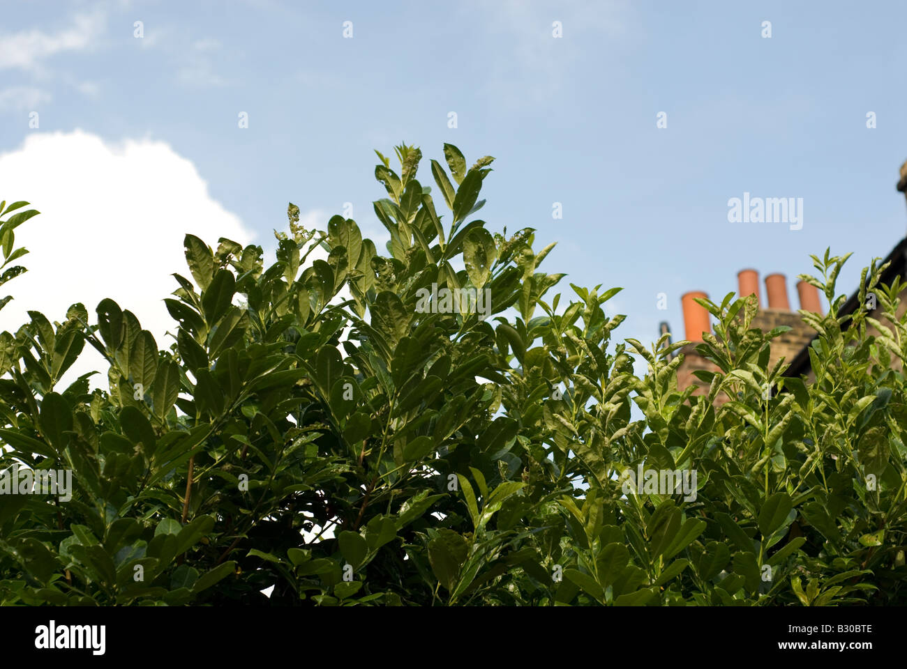 London-Haus-Schornstein mit Baum im Vordergrund Stockfoto