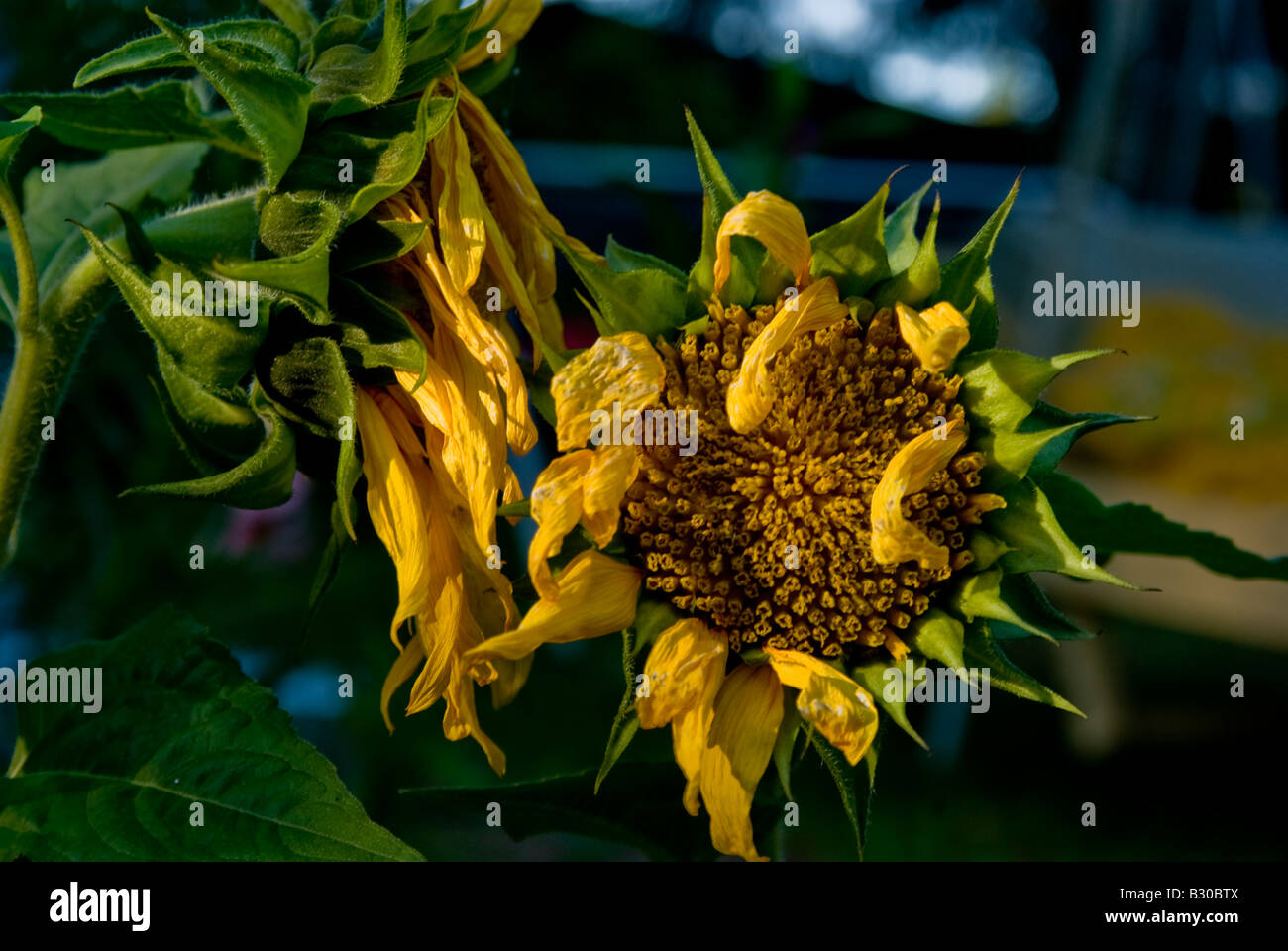 Eine welke Sonnenblume Stockfoto