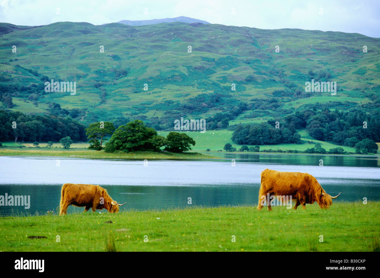 Highland Kühe in Schottland Stockfoto