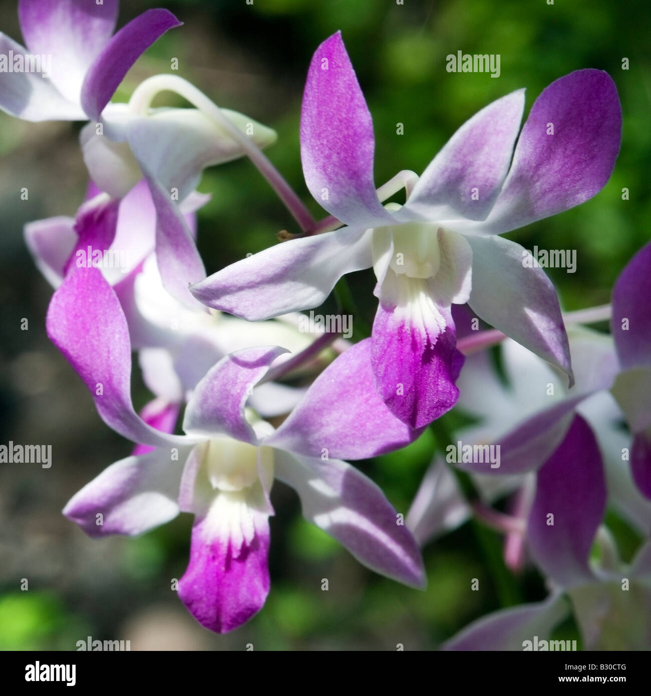 Erhebende Anzeige von Orchideen Stockfoto