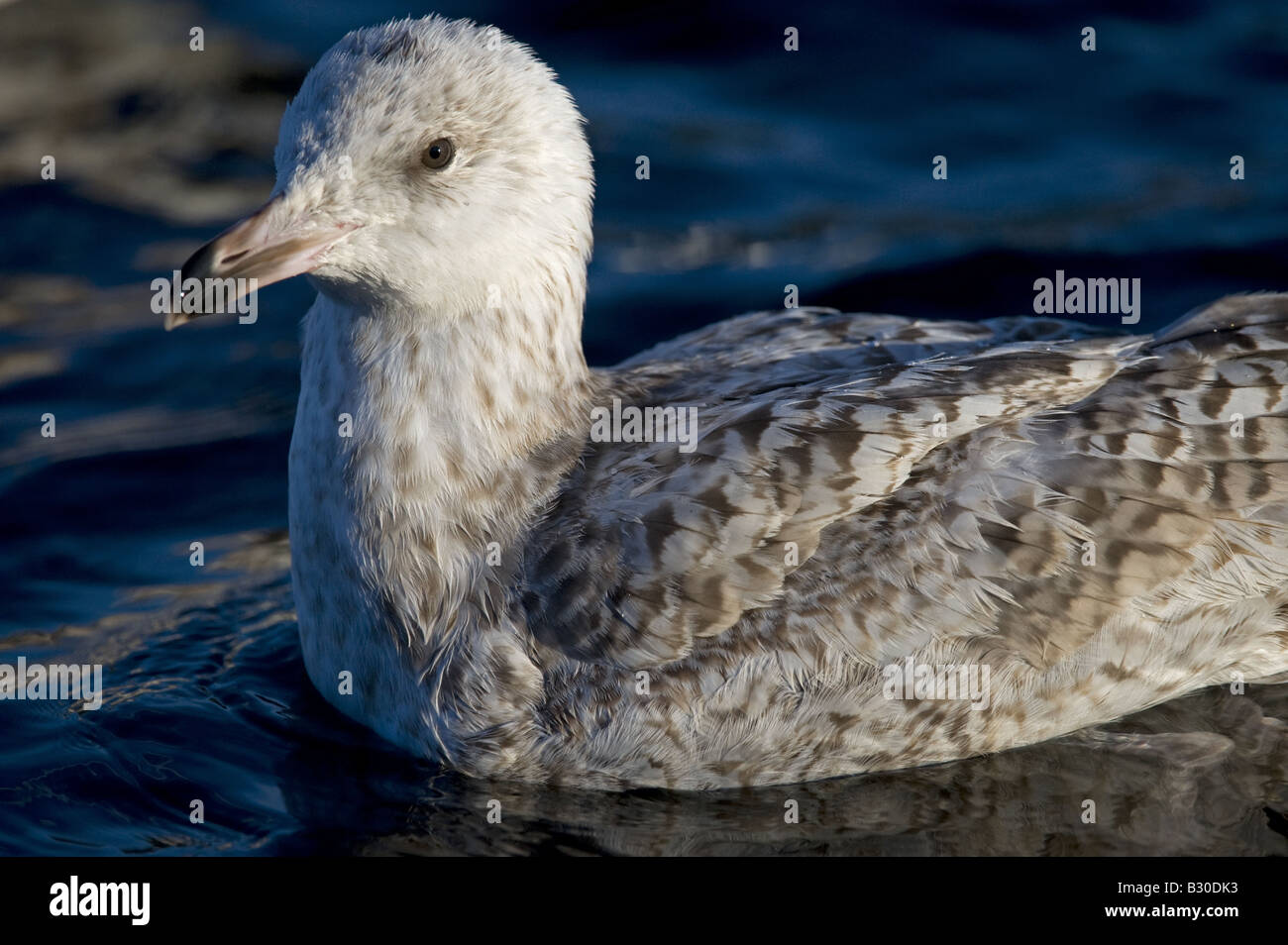 Große schwarz-unterstützte Möve (Larus Marinus), zweiter Sommer Vogel am Meer Stockfoto