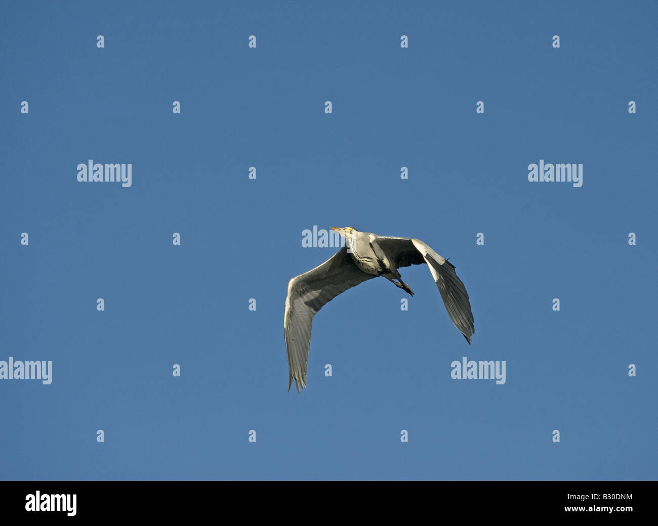 Graue Reiher (Ardea Cinerea), im Flug Stockfoto