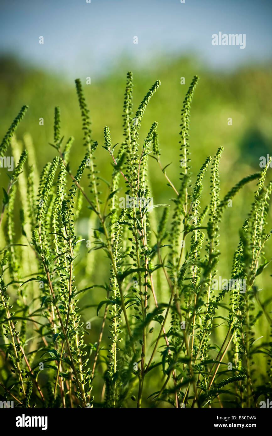 Gemeinsamen Ambrosia-Ambrosia artemisiifolia Stockfoto