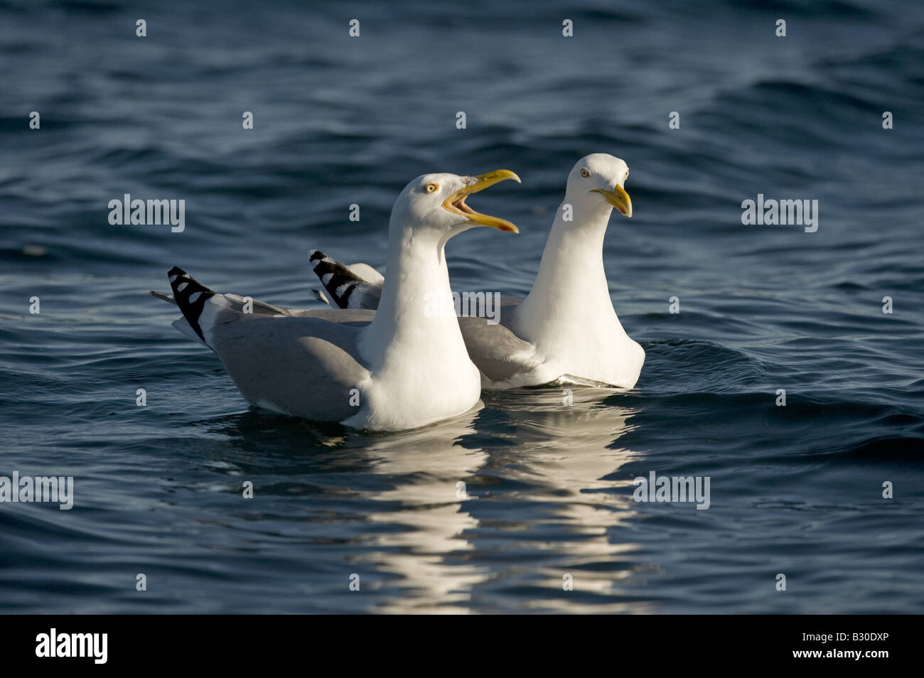 Silbermöwe (Larus Argentatus), paar in Ruhe am Meer Stockfoto