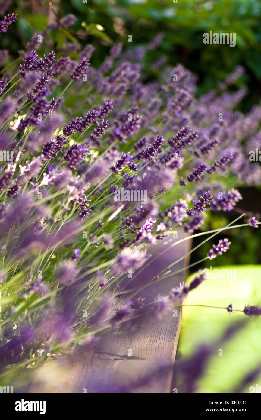 Lavendel Blumen blühen in einem modernen Garten flach d o f Stockfoto