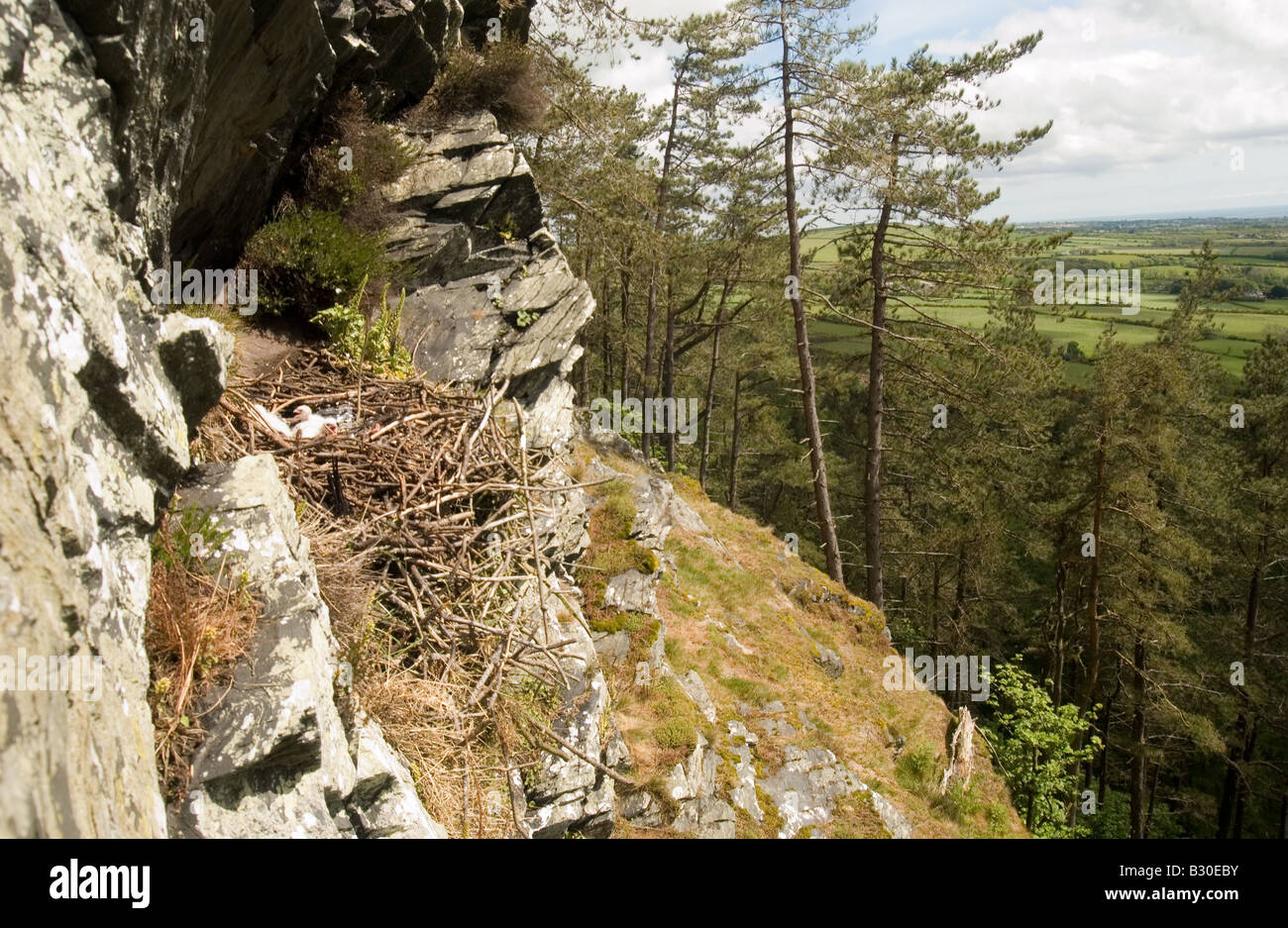 Wanderfalken Falco Peregrinus, Zucht site, Horst / nisten in alten Rabe, Corvus Corax, nest Stockfoto