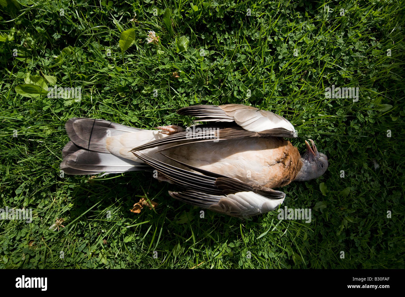 Eine Tote Taube Im Garten Stockfoto Bild 19066391 Alamy