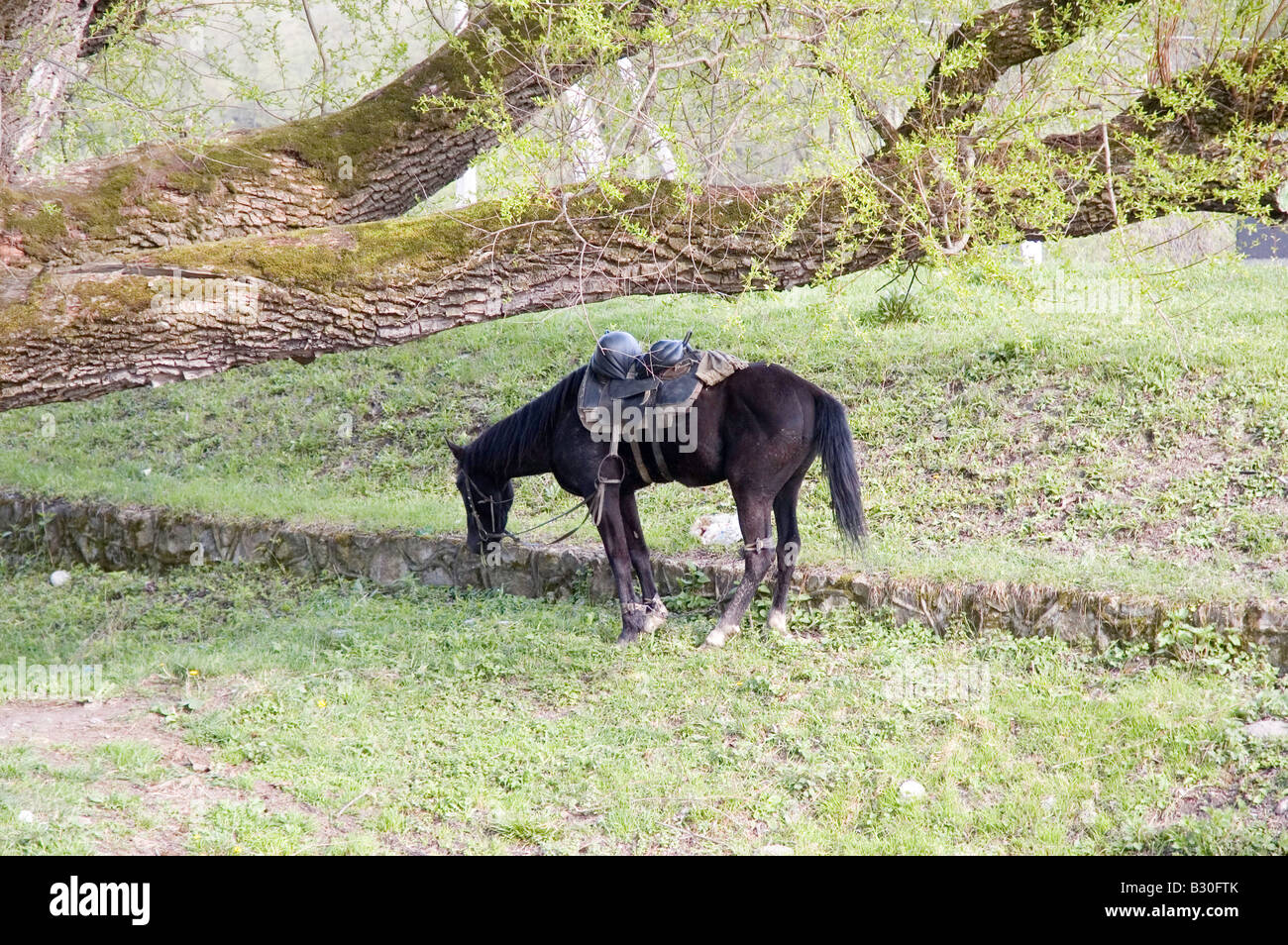 Ein Pferd in den Kaukasus South Western Russland Weiden Stockfoto