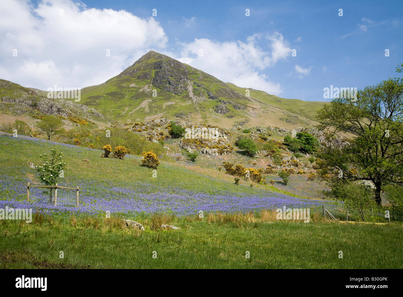 Rannerdale Whiteless Hecht im Secret Valley des Feldes Glockenblumen und Weiden des Lake District National Park Cumbria Stockfoto