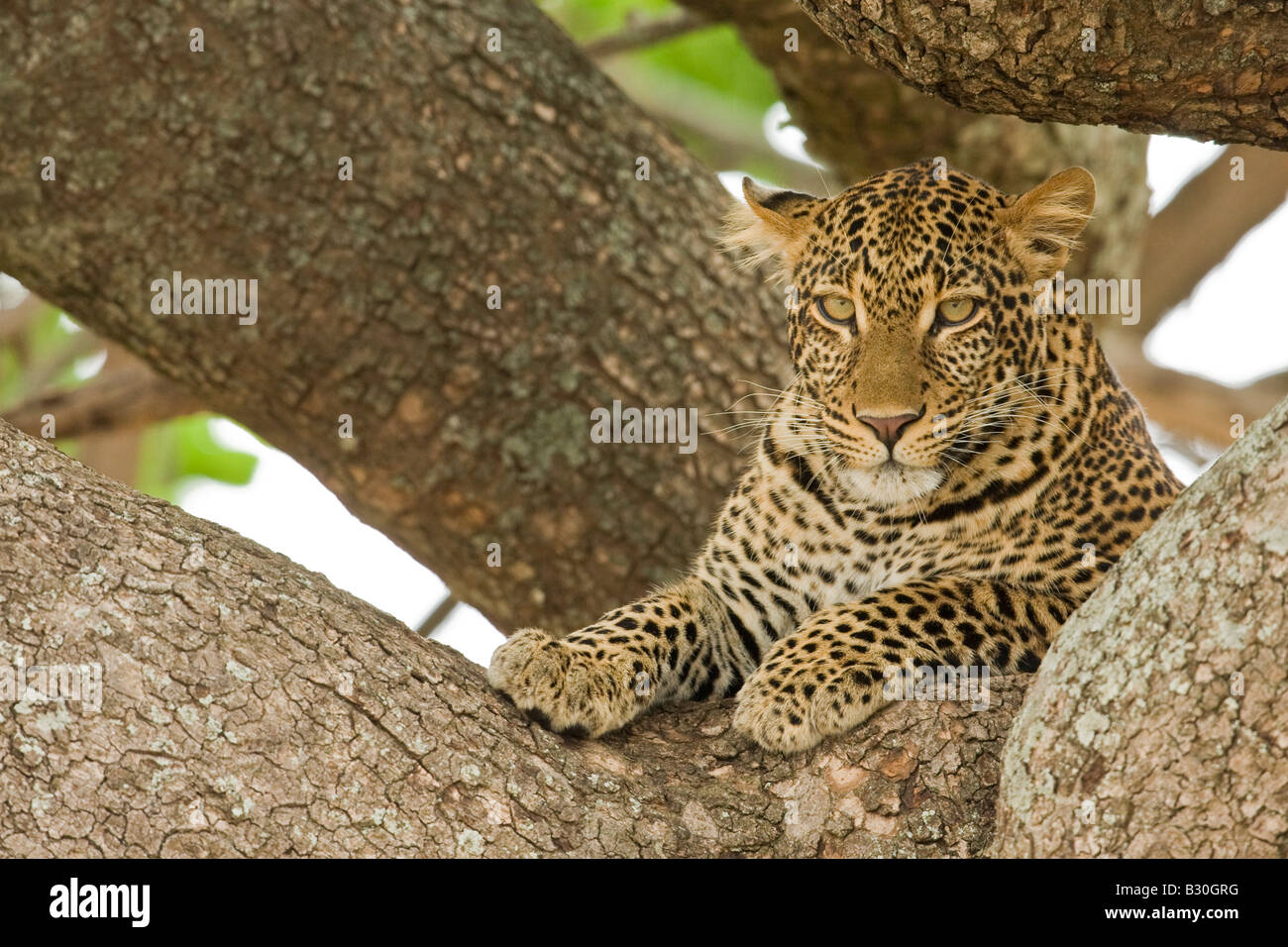 Leoparden (Panthera Pardus) ruht in einem Baum Stockfoto