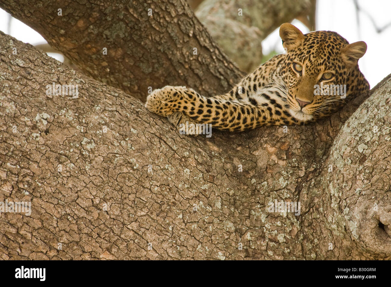 Leoparden (Panthera Pardus) ruht in einem Baum Stockfoto