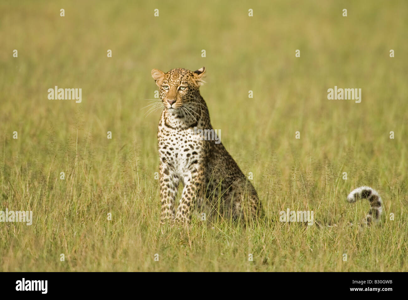 Leopard (Panthera Pardus), juvenile Stockfoto