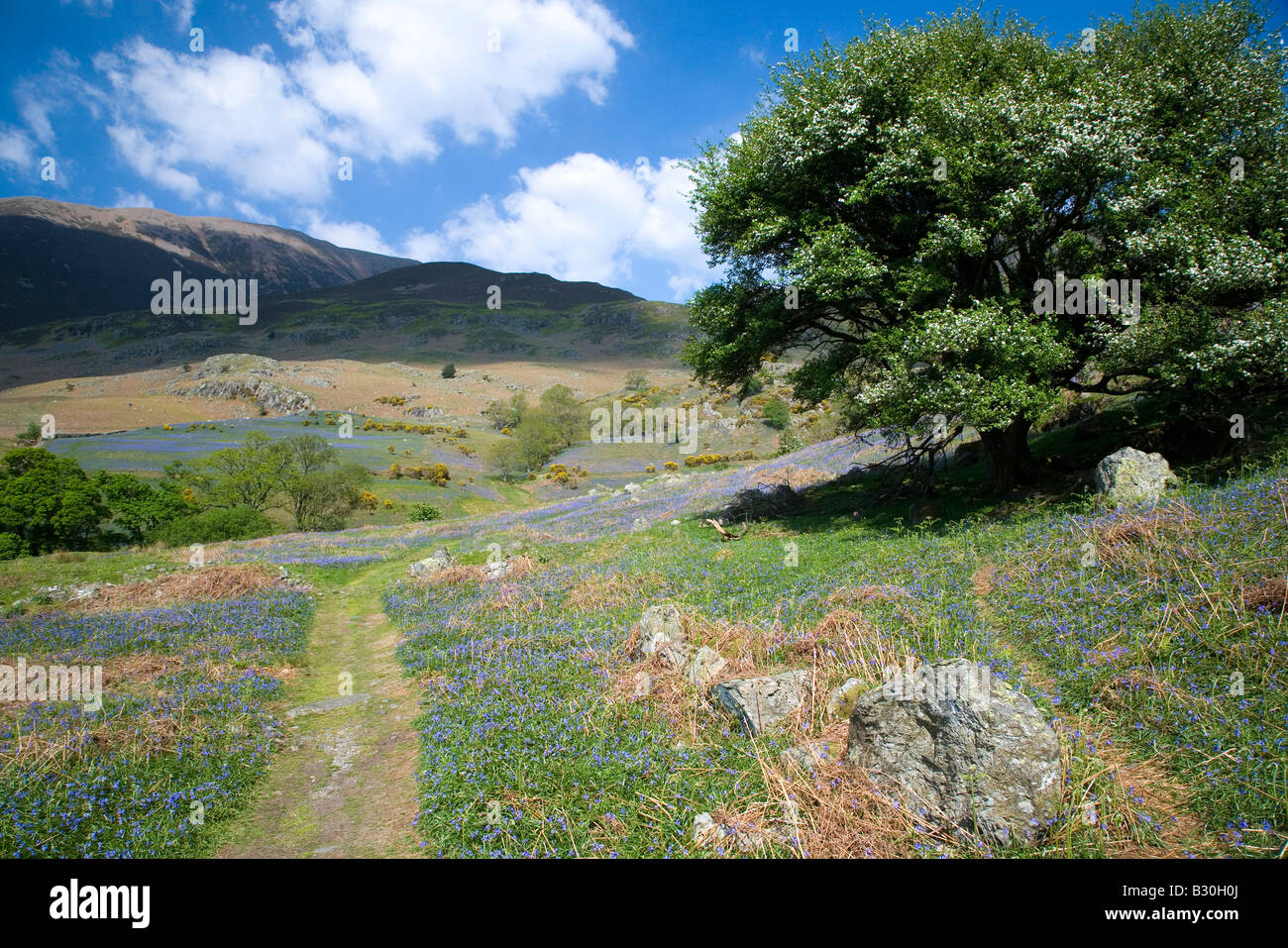 Rannerdale Secret Valley Glockenblumen und Weiden des Lake District National Park Cumbria Stockfoto