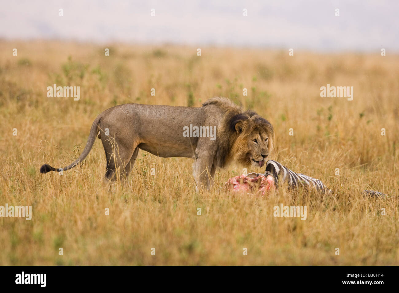 Männlicher Löwe (Panthera Leo) auf einem Zebra-kill Stockfoto