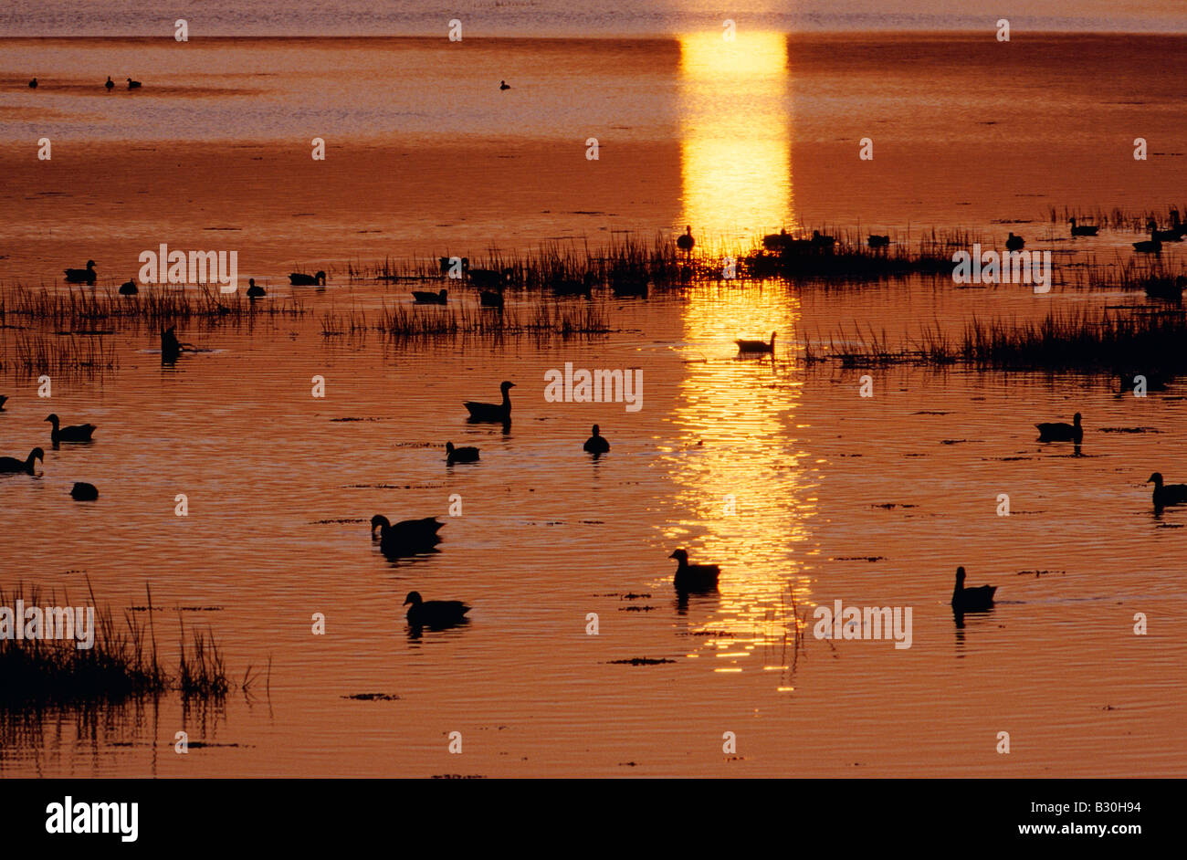 Ringelgänse bei Sonnenuntergang in der Königlichen Gesellschaft für den Schutz der Vögel in Langstone Hafen Portsmouth Hampshire England finden Stockfoto