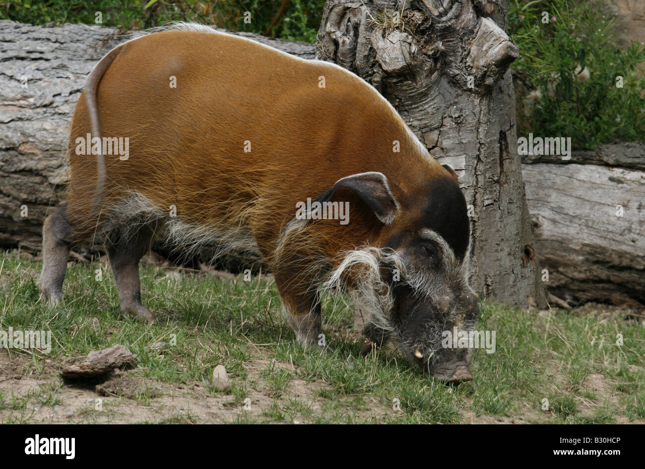 Red River Hog aka afrikanischen Buschschwein (Potomochoerus Porcus) Stockfoto