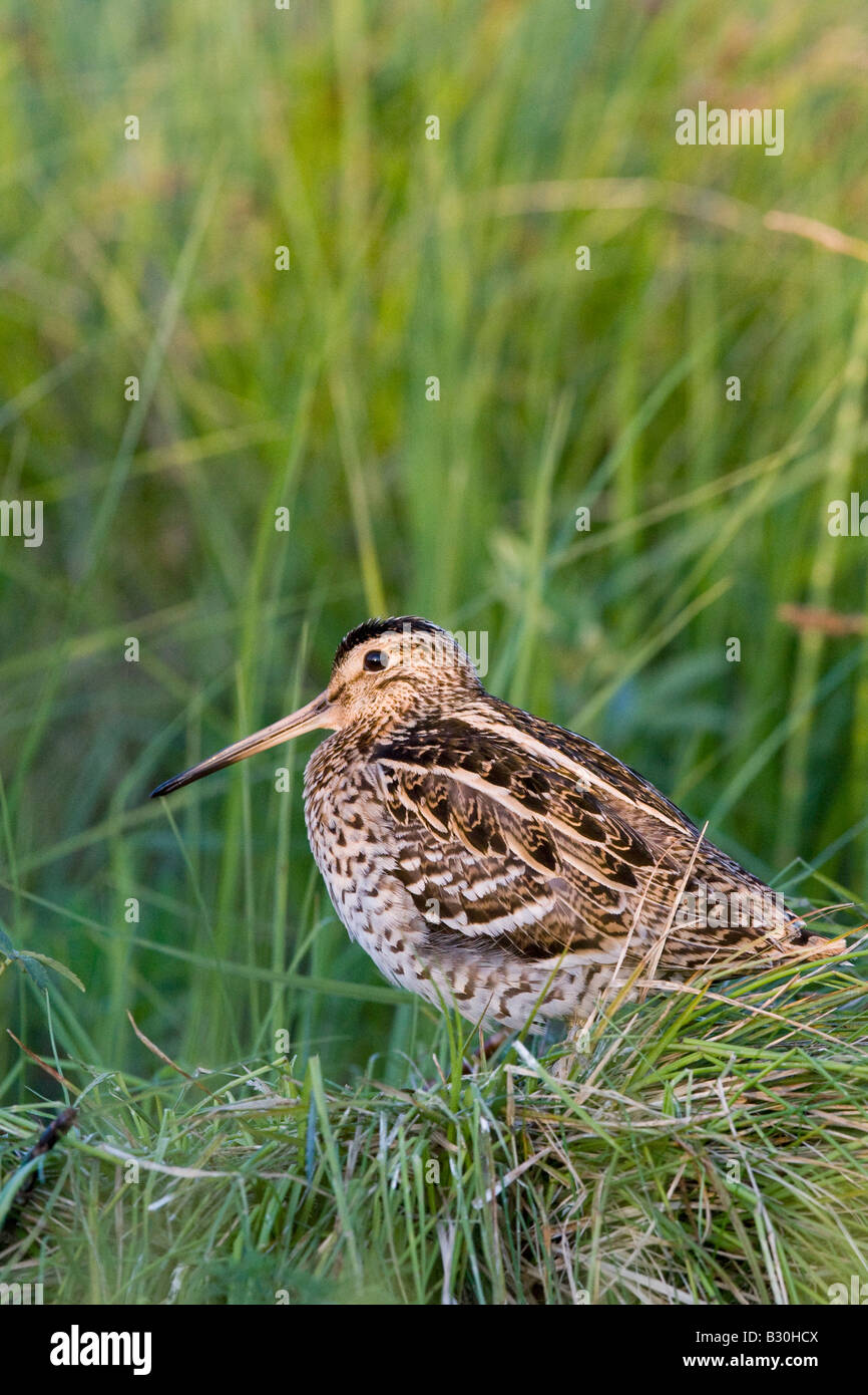 Tolle Snipe (Gallinago Media) im Frühjahr lek Stockfoto