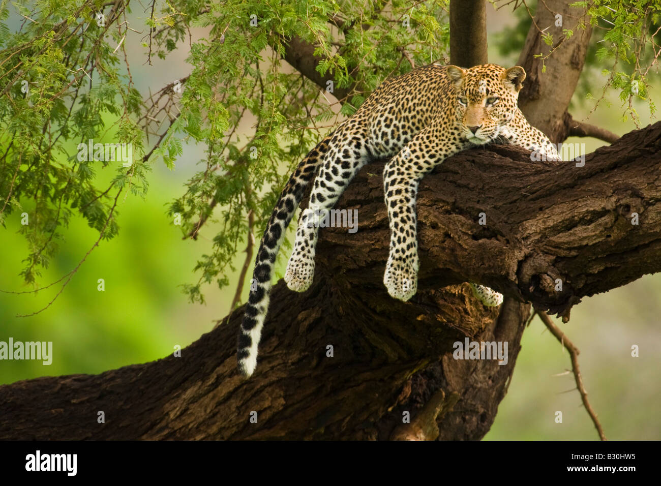 Leoparden (Panthera Pardus) ruht auf einem Ast Stockfoto
