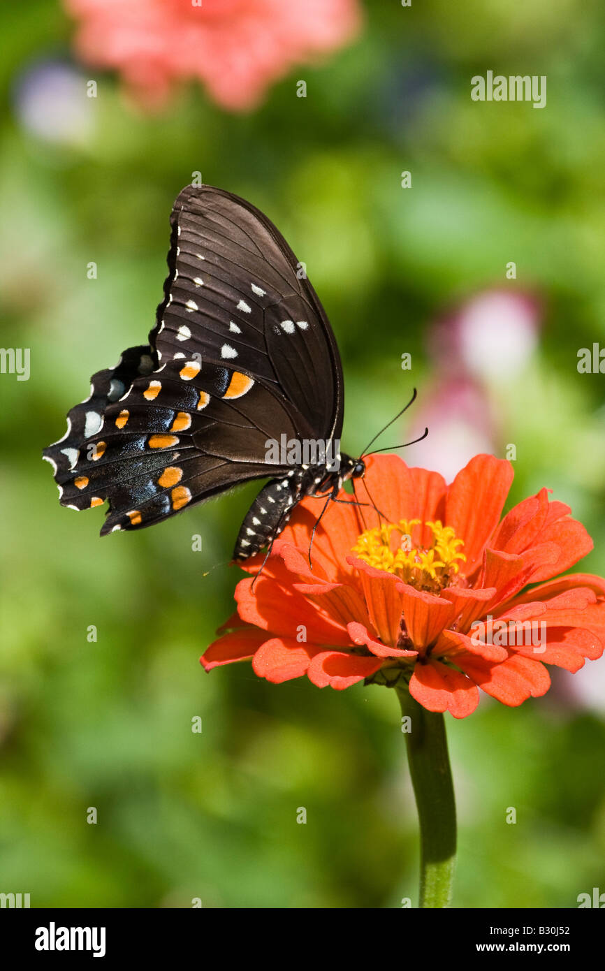 Schwarzen Schwalbenschwanz Schmetterling Stockfoto