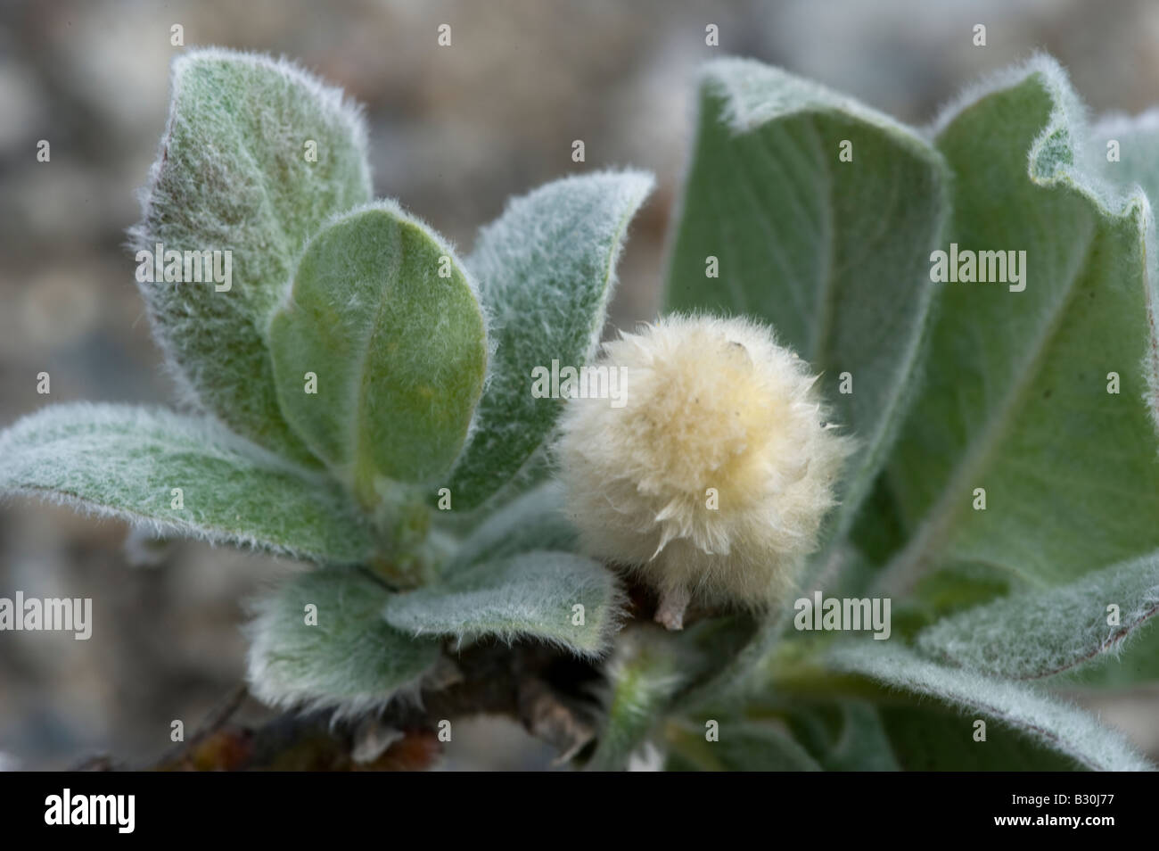 Wollige Weide (Salix Lanata) mit catkin Stockfoto