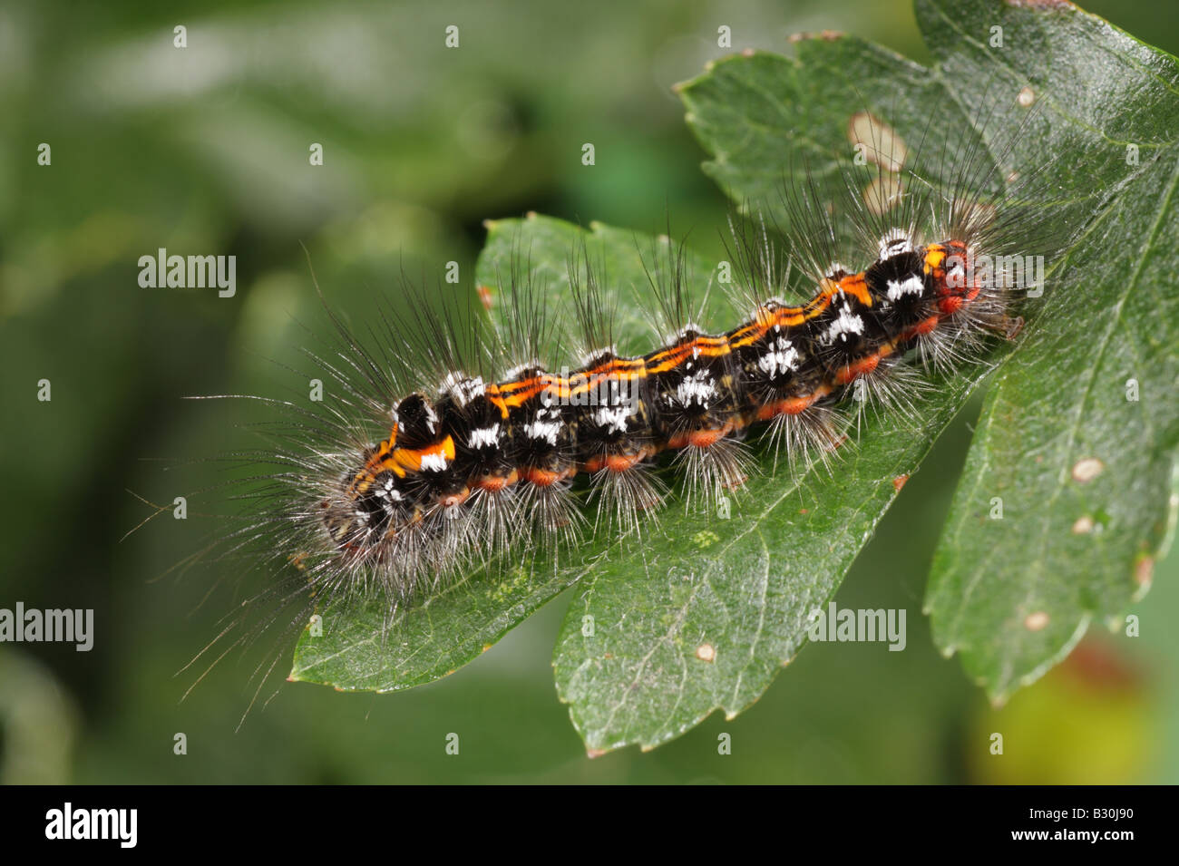 Gelbschwanz Motte Larve - Euproctis similis Stockfoto