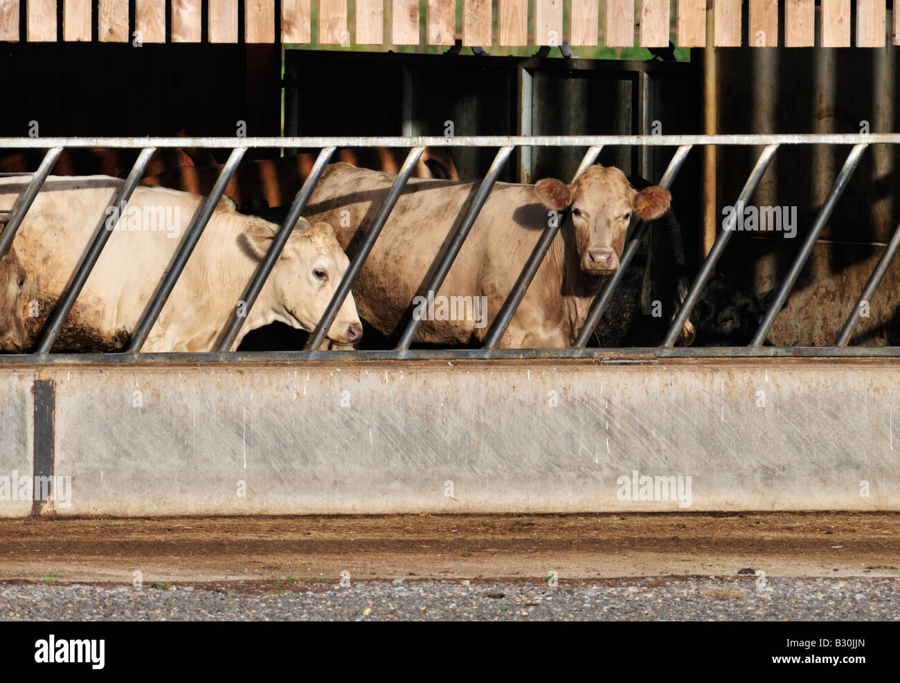 Eine Viehhütte zeigt zwei Kühe durch Fütterung Bars, Anna, Berkshire, Großbritannien Stockfoto