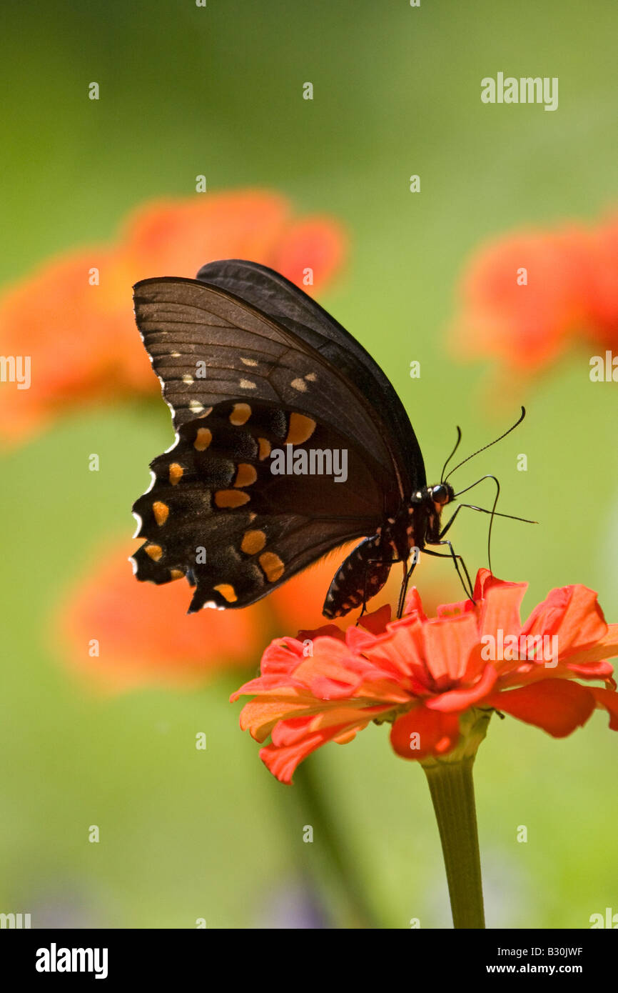 Schwarzen Schwalbenschwanz Schmetterling auf roten zenia Stockfoto