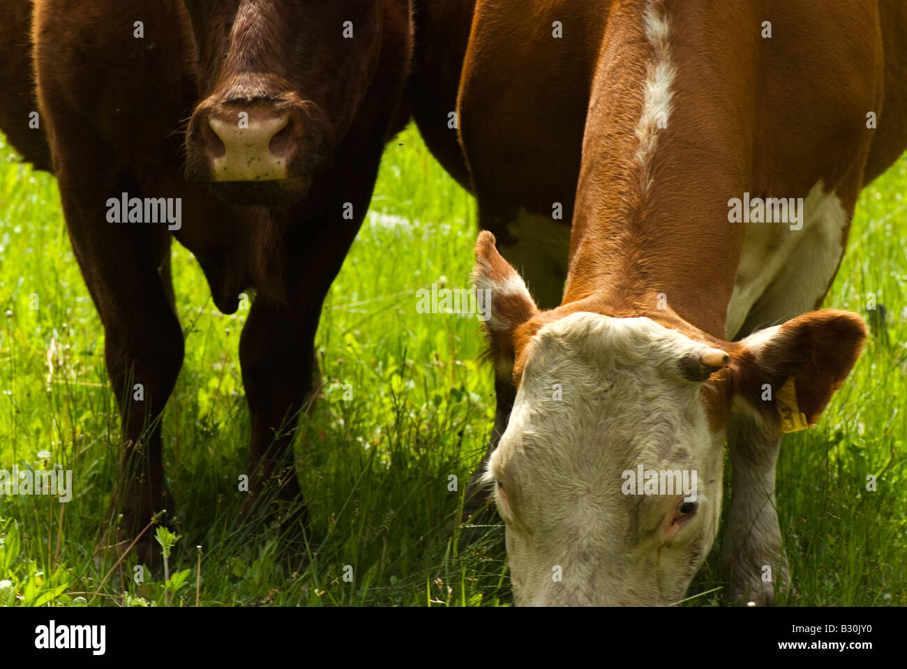 Zwei Kühe genießen einen Sommernachmittag in Kanada. Stockfoto