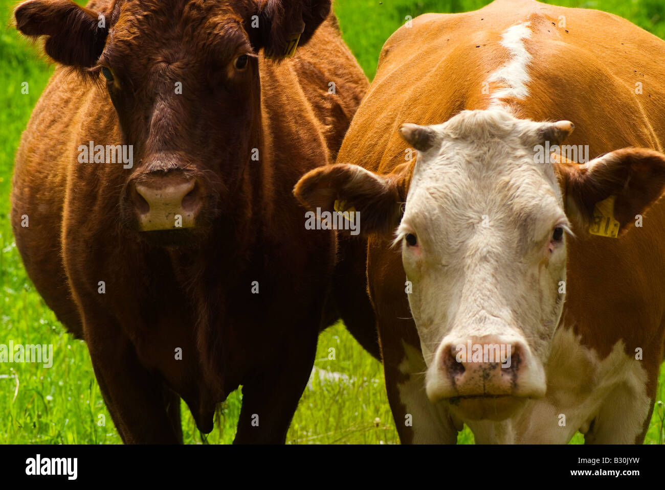 Zwei Kühe genießen einen Sommernachmittag in Kanada. Stockfoto