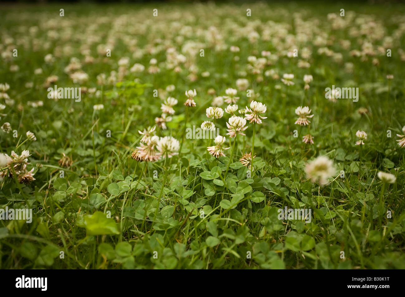 Foto von einem Garten voller blühender Klee. Stockfoto