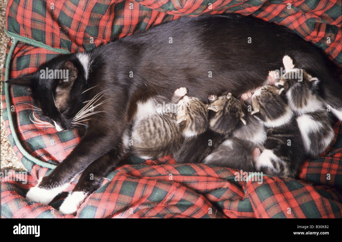 Mutter Katze Pflege Kätzchen Stockfoto