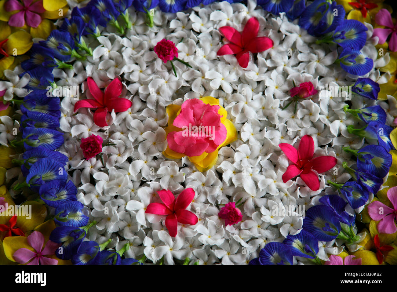 Floristik (schwimmende Blüten in mehreren Farben) von Kerala, Indien Stockfoto