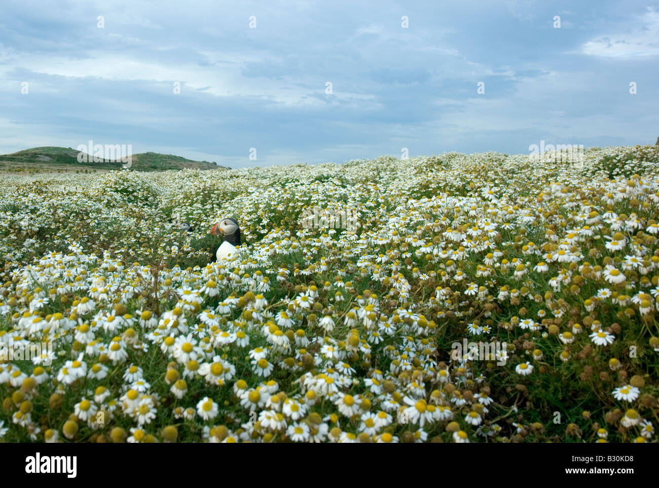 Versteckt zwischen Blumenbeet oder Daisys Papageientaucher. (werfen Sie einen Blick auf meine anderen Fotos der Papageientaucher, auf meinen Namen klicken) Stockfoto