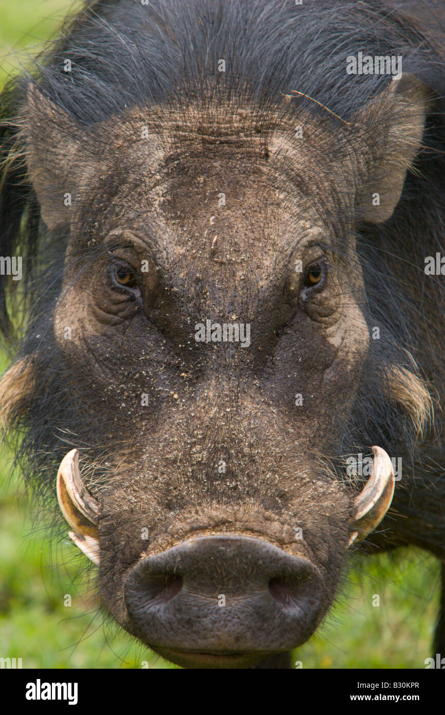 Worthog Würze Schwein Wildschwein Stoßzähne Uganda Wildschwein Stockfoto
