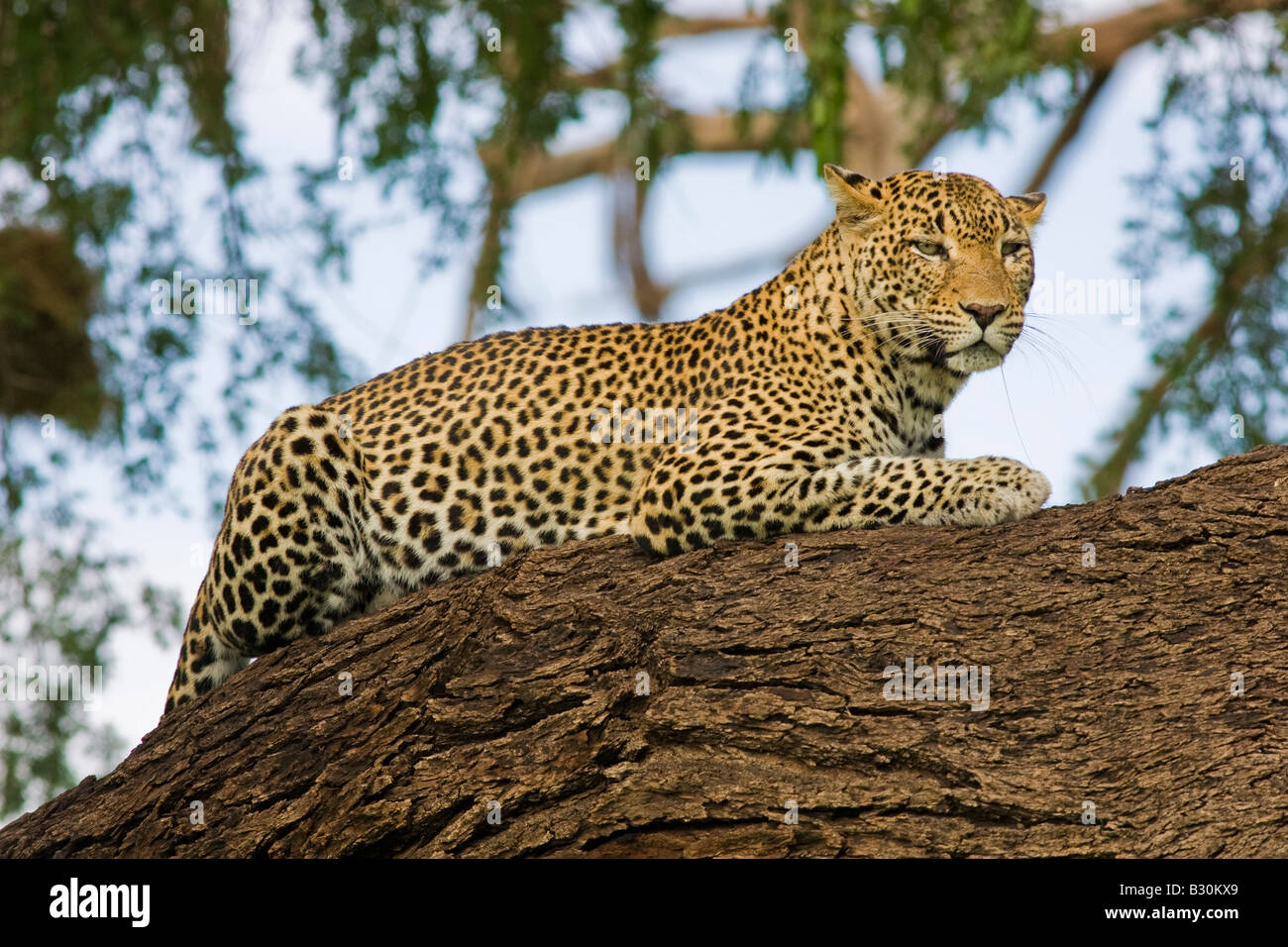 Leoparden (Panthera Pardus) ruht auf einem Ast Stockfoto