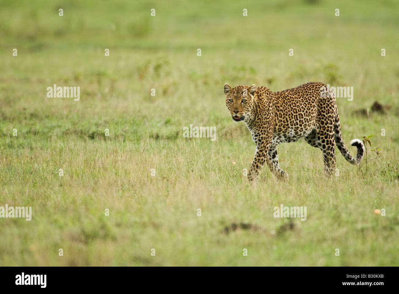 Leopard (Panthera Pardus) Stockfoto