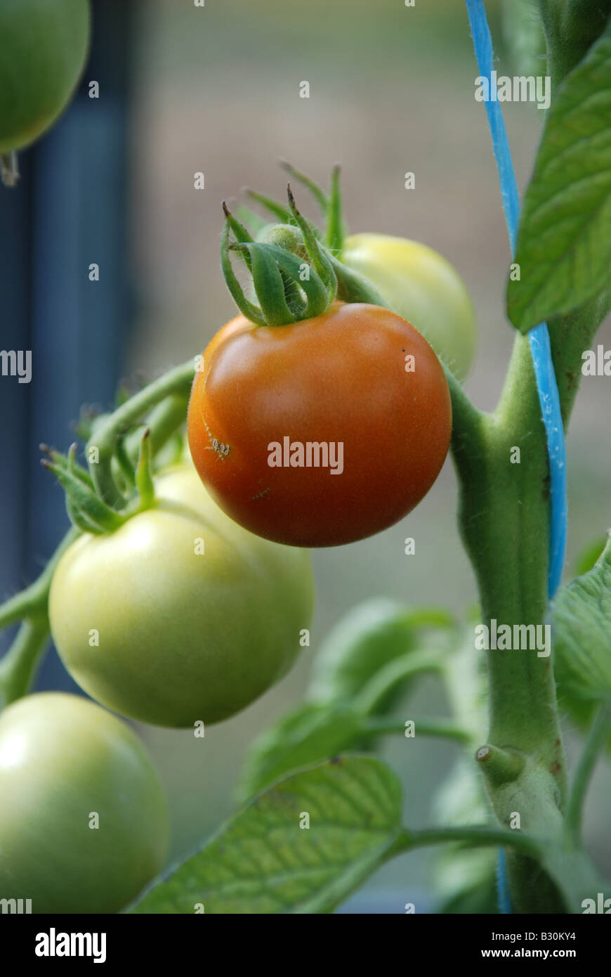 rote und grüne Tomaten Stockfoto
