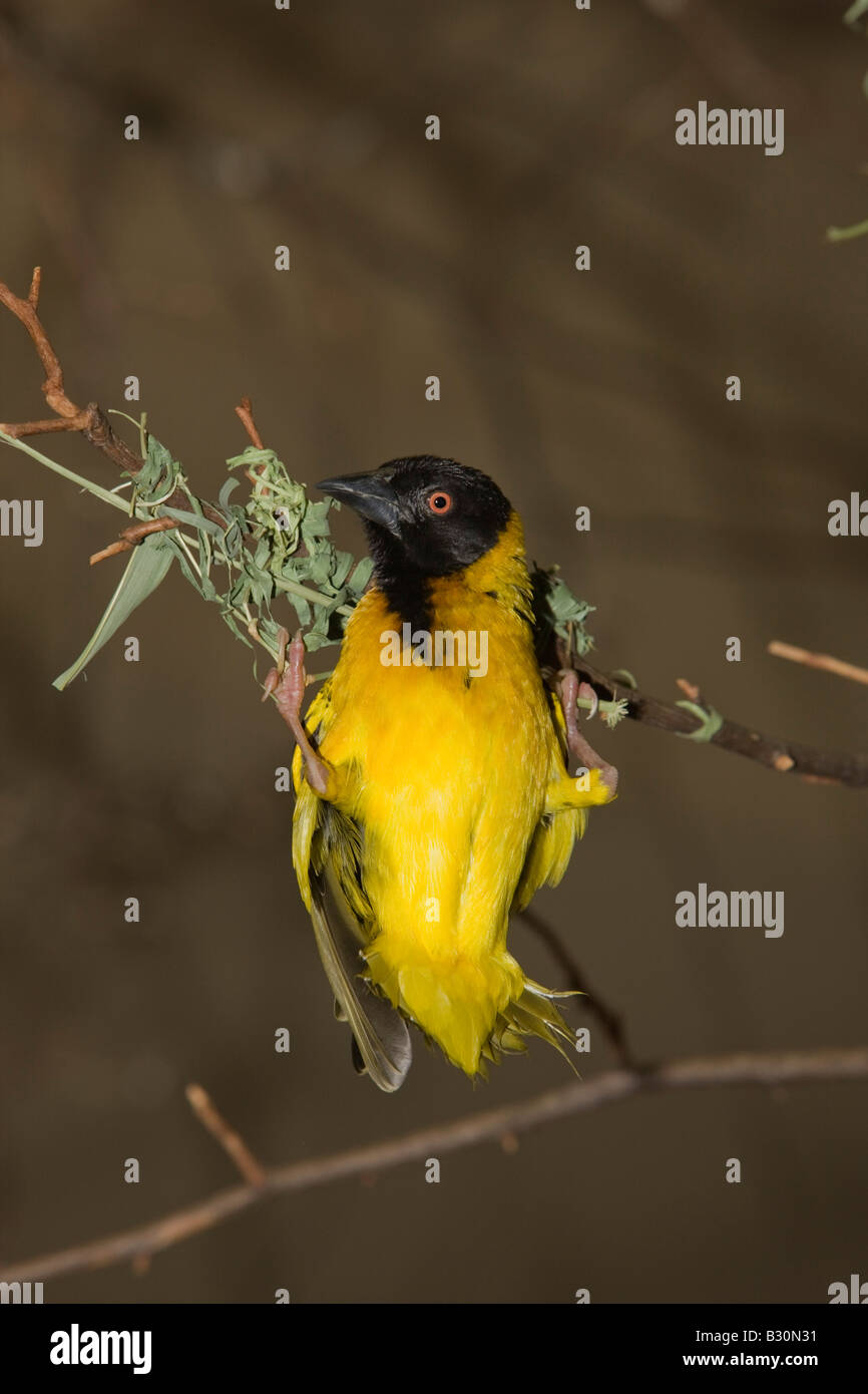 Dotterhäutchen Masked Weaver Textor Vitellinus Ploceus Vitellinus Tansania Serengeti Nationalpark Stockfoto