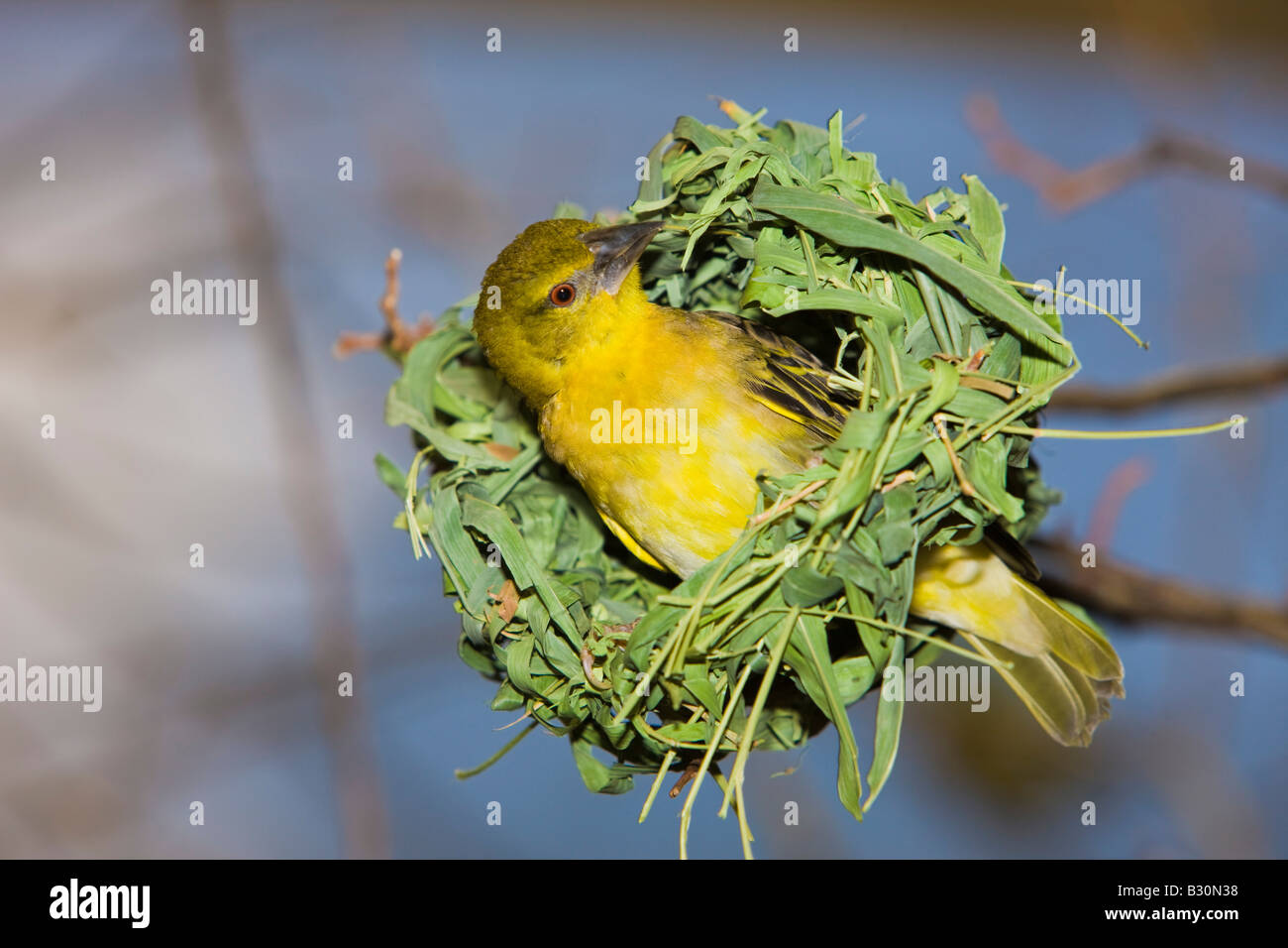 Dotterhäutchen Masked Weaver Textor Vitellinus Ploceus Vitellinus Tansania Serengeti Nationalpark Stockfoto