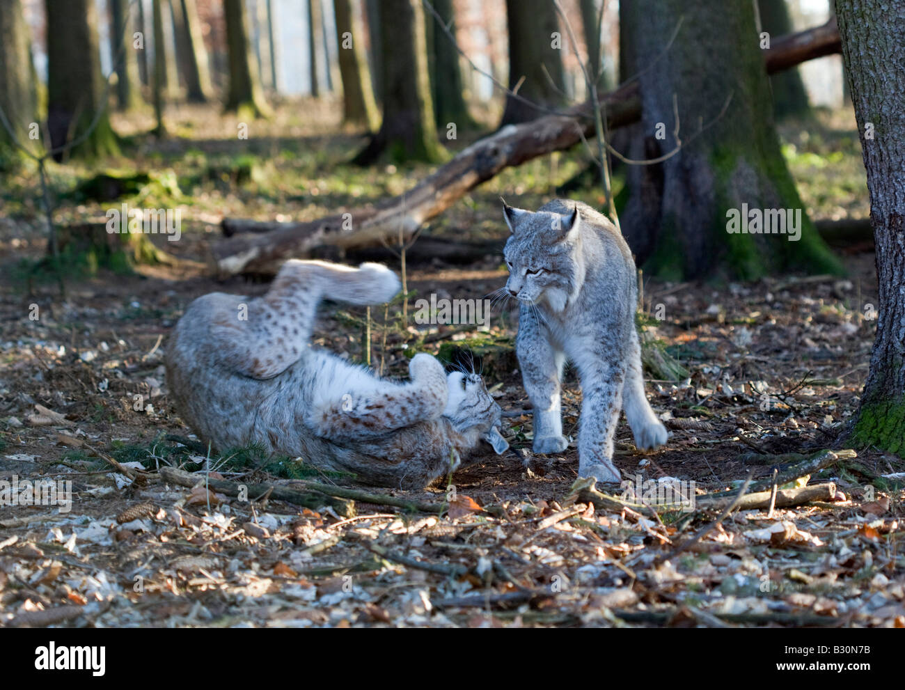 Luchs Felis Lynx Deutschland Bayern Stockfoto