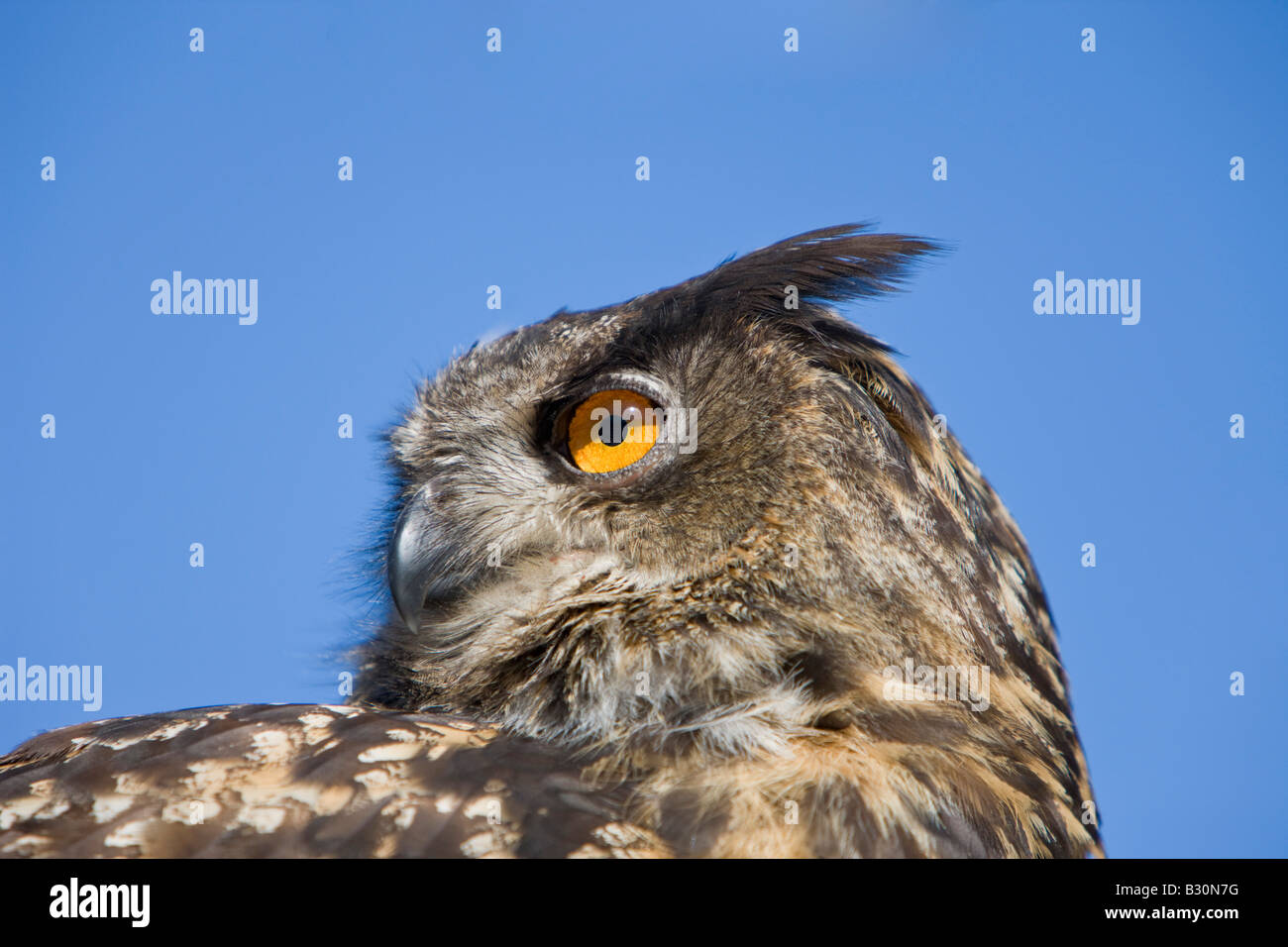 Eurasische Adler-Eule Bubo Bubo Deutschland Bayern Stockfoto