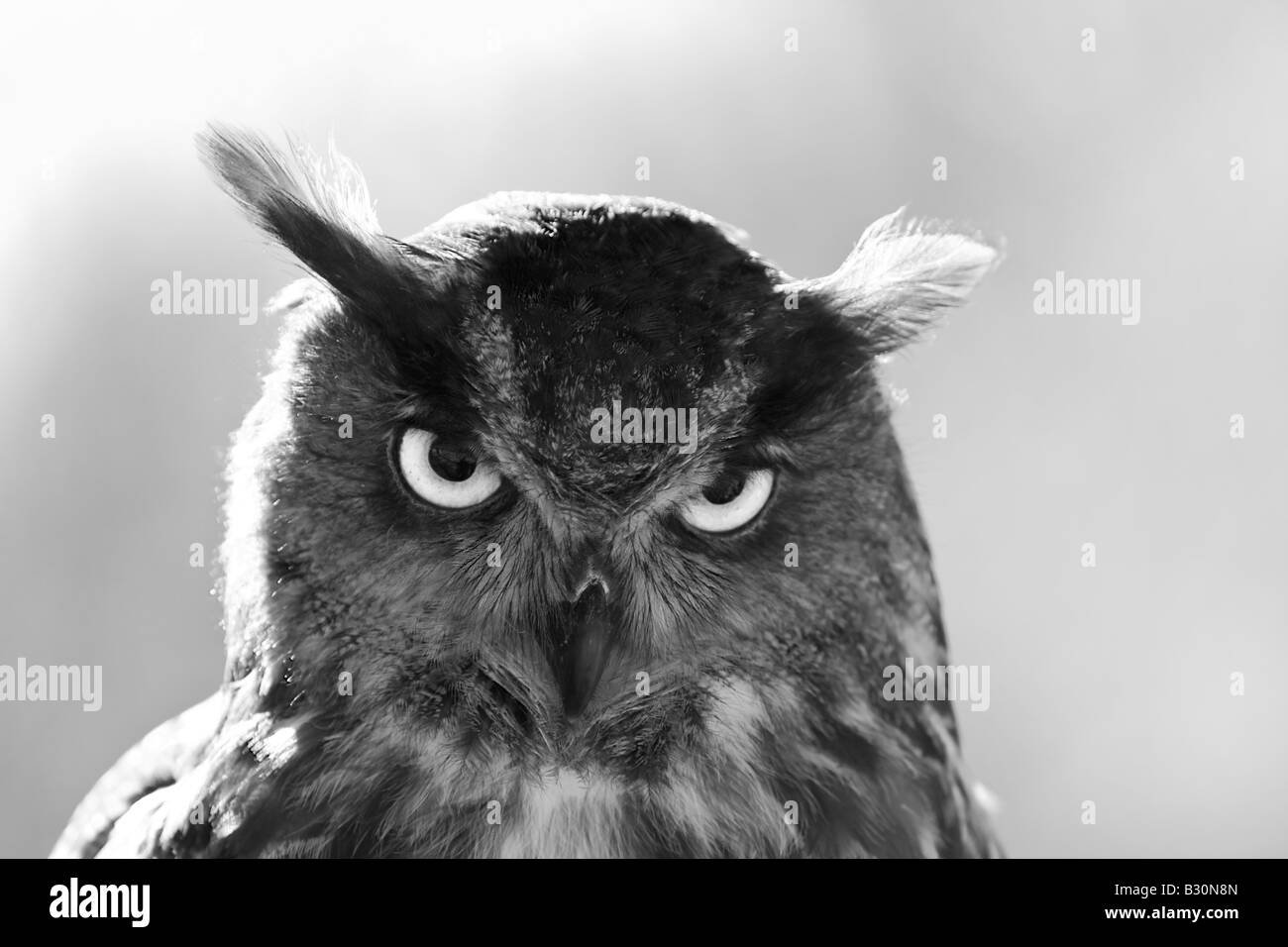 Uhu Bubo bubo Stockfoto
