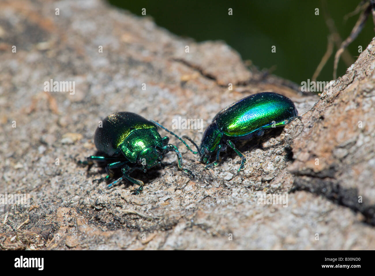 Zwei Blatt Käfer Chrysomela Deutschland München Bayern Stockfoto
