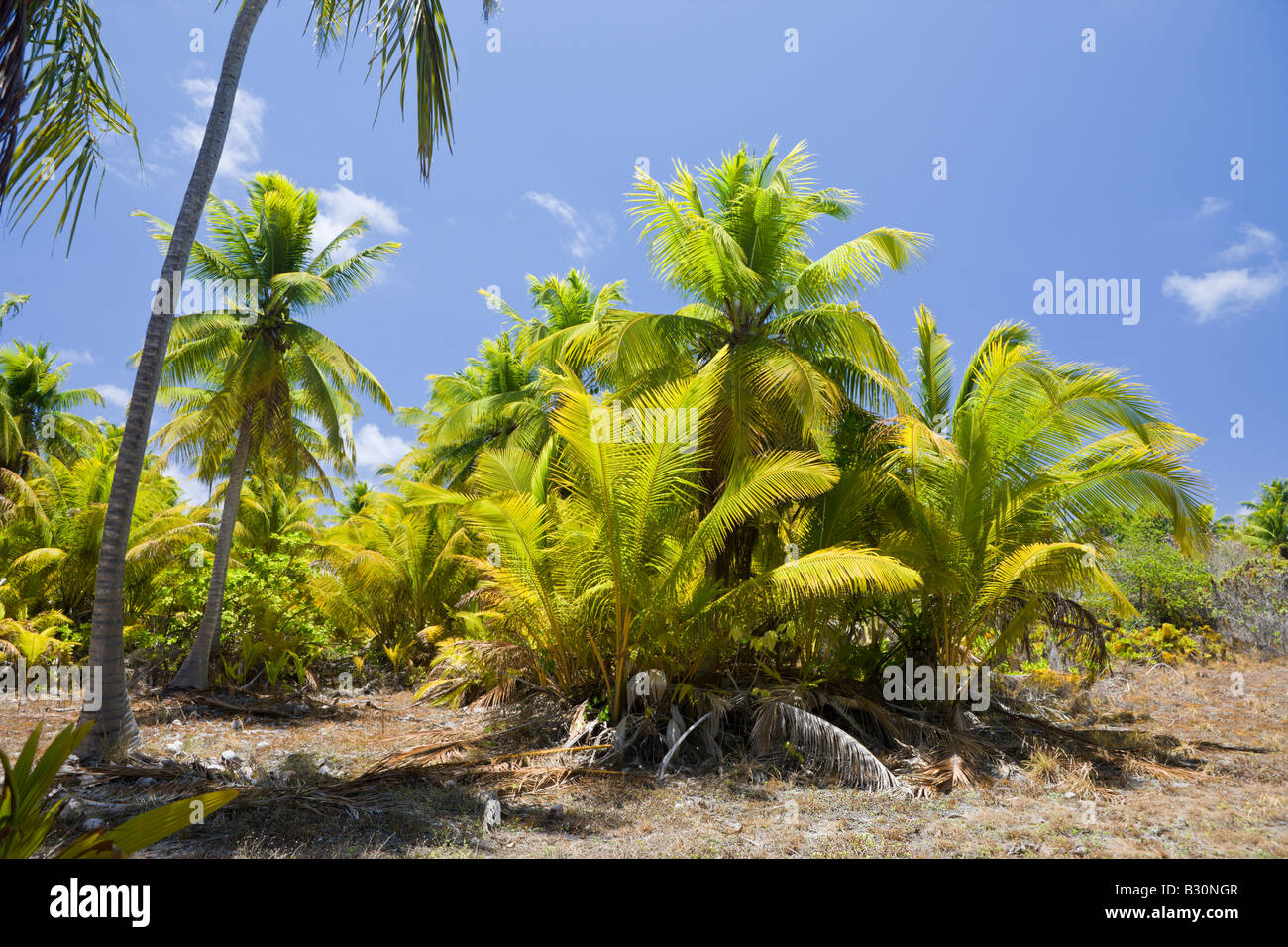 Kokospalmen am Bikini Marshallinseln Bikini Atoll Mikronesien Pazifischen Ozean Stockfoto