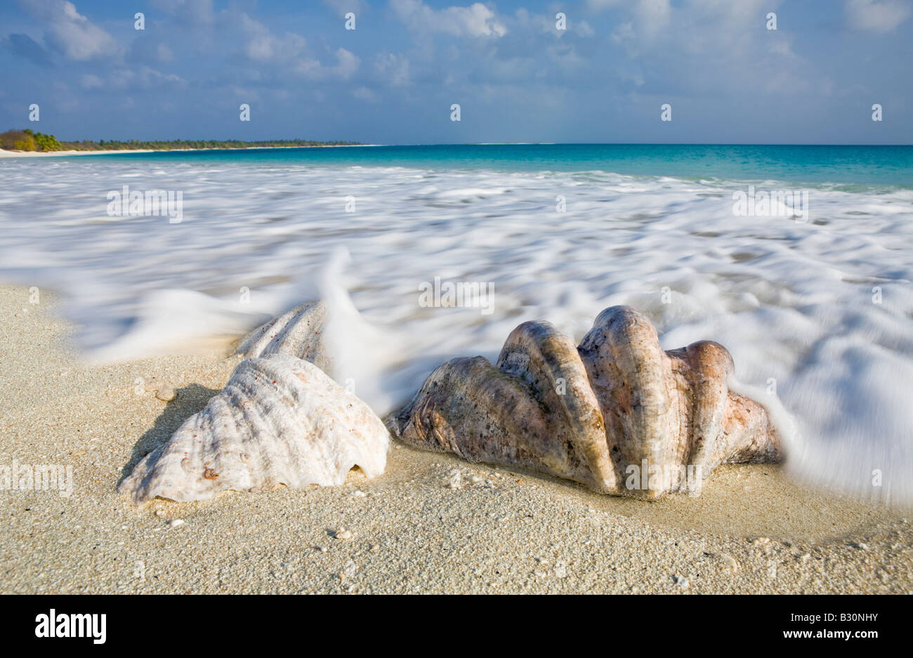 Muschelstücke Marshallinseln Bikini Beach Bikini Atoll Mikronesien Pazifischen Ozean Stockfoto