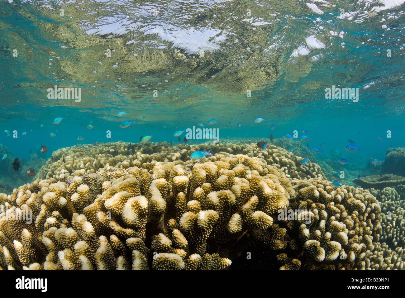 Unberührten Korallen im Bikini Lagune Marshallinseln Bikini Atoll Mikronesien Pazifik Stockfoto