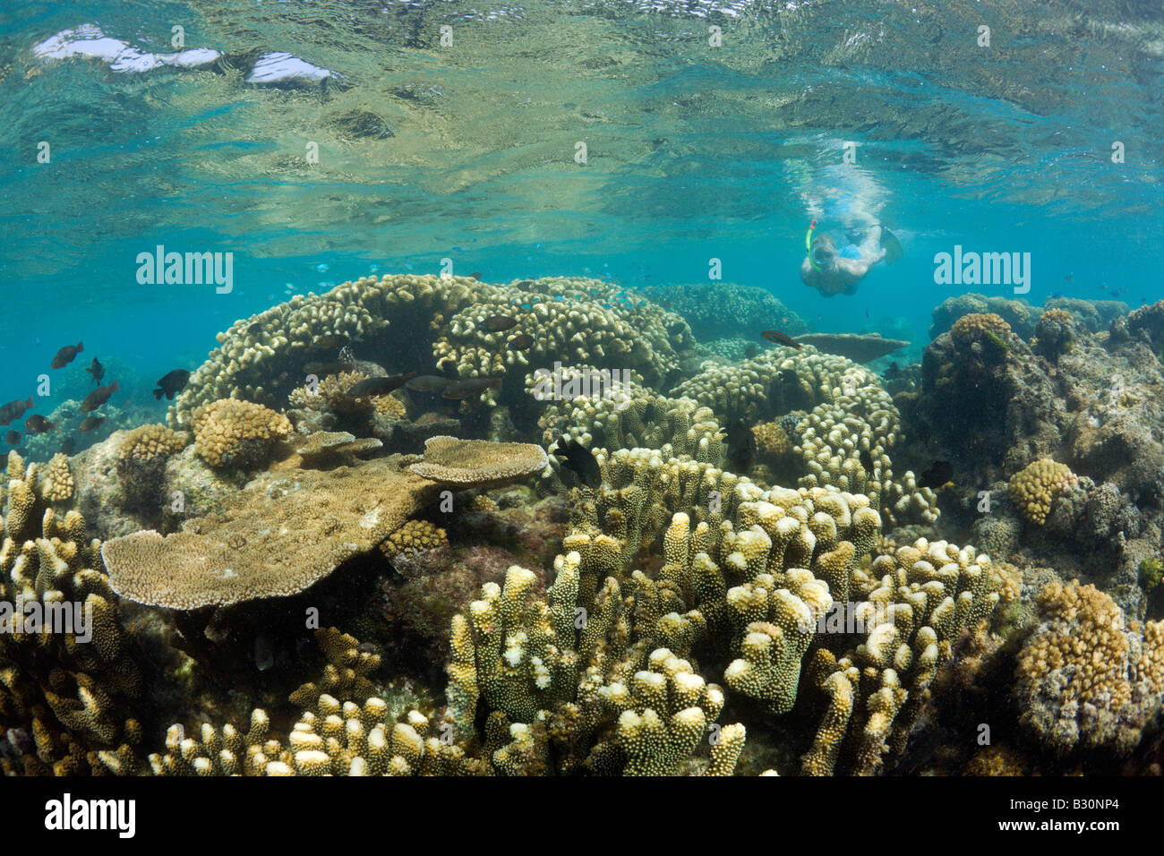 Korallen und Skin Diver im Bikini Lagune Marshallinseln Bikini Atoll Mikronesien Pazifik Stockfoto