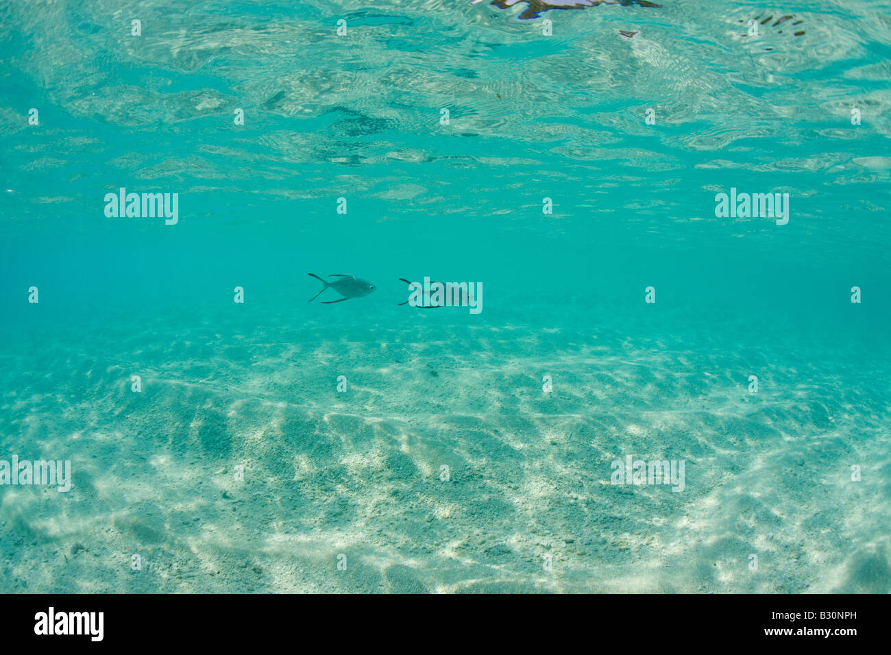 Pompanos in seichten Lagune Trachinotus Bailloni Marshallinseln Bikini Atoll Mikronesien Pazifik gesichtet Stockfoto