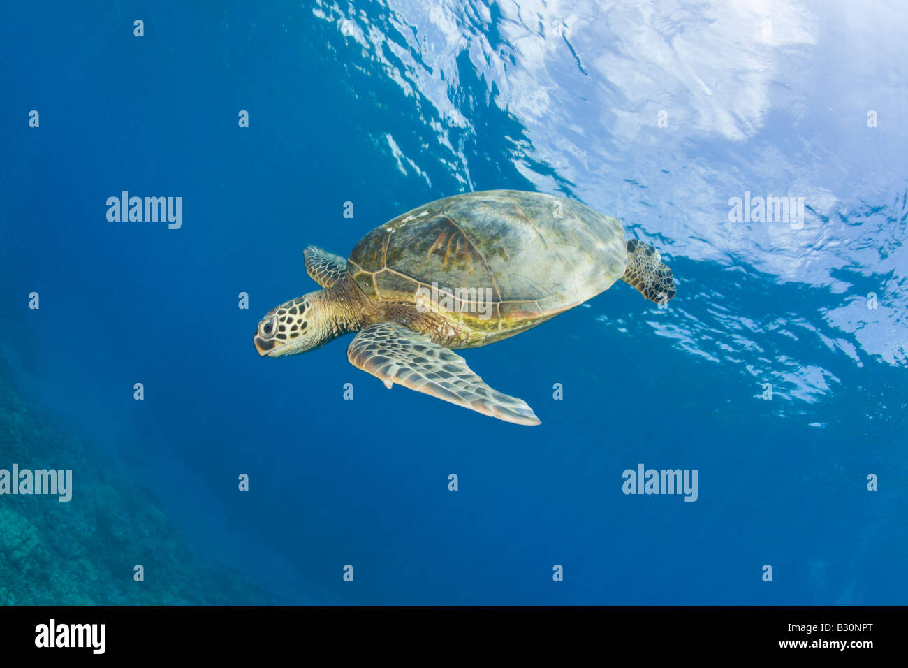 Grüne Schildkröte Chelonia Mydas Marshallinseln Bikini Atoll Mikronesien Pazifischen Ozean Stockfoto